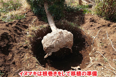 イヌマキは根巻きをして移植の準備／草が生えない実家の庭 人工芝とタイルの別荘兼アトリエのお庭～神奈川県秦野市施工事例　別荘,アトリエ,別荘の庭,人工芝,タイル張り,実家の庭