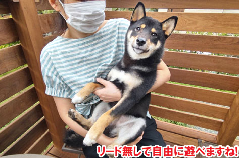 犬を庭でリード無しで自由にフリーに遊ばせたい！ウッドデッキ・ウッドフェンス庭施工事例　神奈川県 鎌倉市