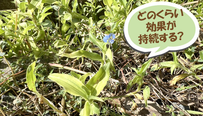 重曹雑草対策の効果期間 どのくらい効果が持続する？～重曹,効果,雑草対策,使い方,やり方,方法,枯れる,駆除,除草,メリット,デメリット,濃度,安全性,環境