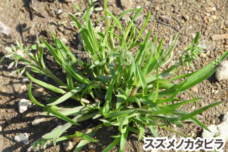 スズメノカタビラ～[造園のプロが解説]天然芝生のお手入れ・管理方法と雑草対策／芝生の雑草対策,雑草対策,天然芝生,芝生,お手入れ,管理方法,メンテナンス,メリット,デメリット