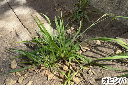 オヒシバ～[造園のプロが解説]天然芝生のお手入れ・管理方法と雑草対策／芝生の雑草対策,雑草対策,天然芝生,芝生,お手入れ,管理方法,メンテナンス,メリット,デメリット