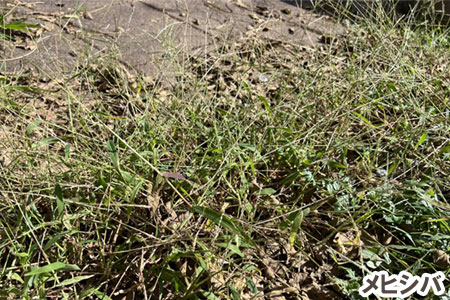 メヒシバ～[造園のプロが解説]天然芝生のお手入れ・管理方法と雑草対策／芝生の雑草対策,雑草対策,天然芝生,芝生,お手入れ,管理方法,メンテナンス,メリット,デメリット