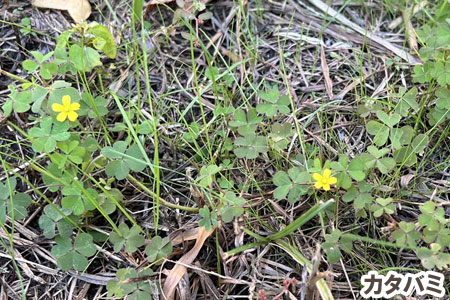 カタバミ～[造園のプロが解説]天然芝生のお手入れ・管理方法と雑草対策／芝生の雑草対策,雑草対策,天然芝生,芝生,お手入れ,管理方法,メンテナンス,メリット,デメリット