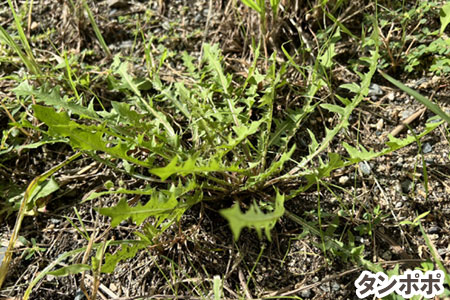 タンポポ～[造園のプロが解説]天然芝生のお手入れ・管理方法と雑草対策／芝生の雑草対策,雑草対策,天然芝生,芝生,お手入れ,管理方法,メンテナンス,メリット,デメリット