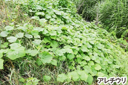 アレチウリ～[造園のプロが解説]天然芝生のお手入れ・管理方法と雑草対策／芝生の雑草対策,雑草対策,天然芝生,芝生,お手入れ,管理方法,メンテナンス,メリット,デメリット