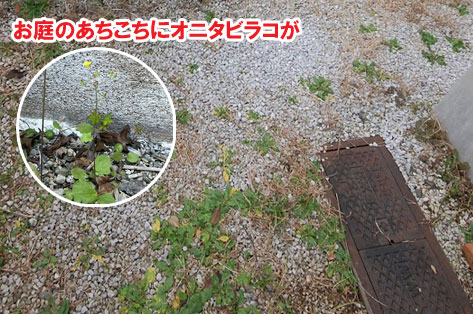 お庭のあちらこちらにオニタビラコが生えていました/柵と石張りでペットの犬と猫が自由に遊べる庭へリフォーム～横浜市K様ジェラストーン、アルミフェンス事例