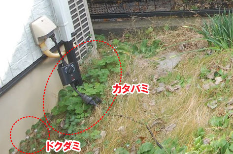 お庭の端にカタバミやドクダミも生えていました/柵と石張りでペットの犬と猫が自由に遊べる庭へリフォーム～横浜市K様ジェラストーン、アルミフェンス事例