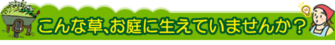 あんな草、こんな草、お宅のお庭に生えていませんか？ 雑草対策 防草対策はグリーンパトロール